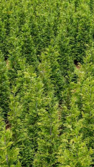 Arborvitae | Arborvitae | Green Giant Arborvitae