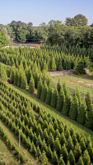 Our Tree Farm | Tree Farm | Green Giant Arborvitae