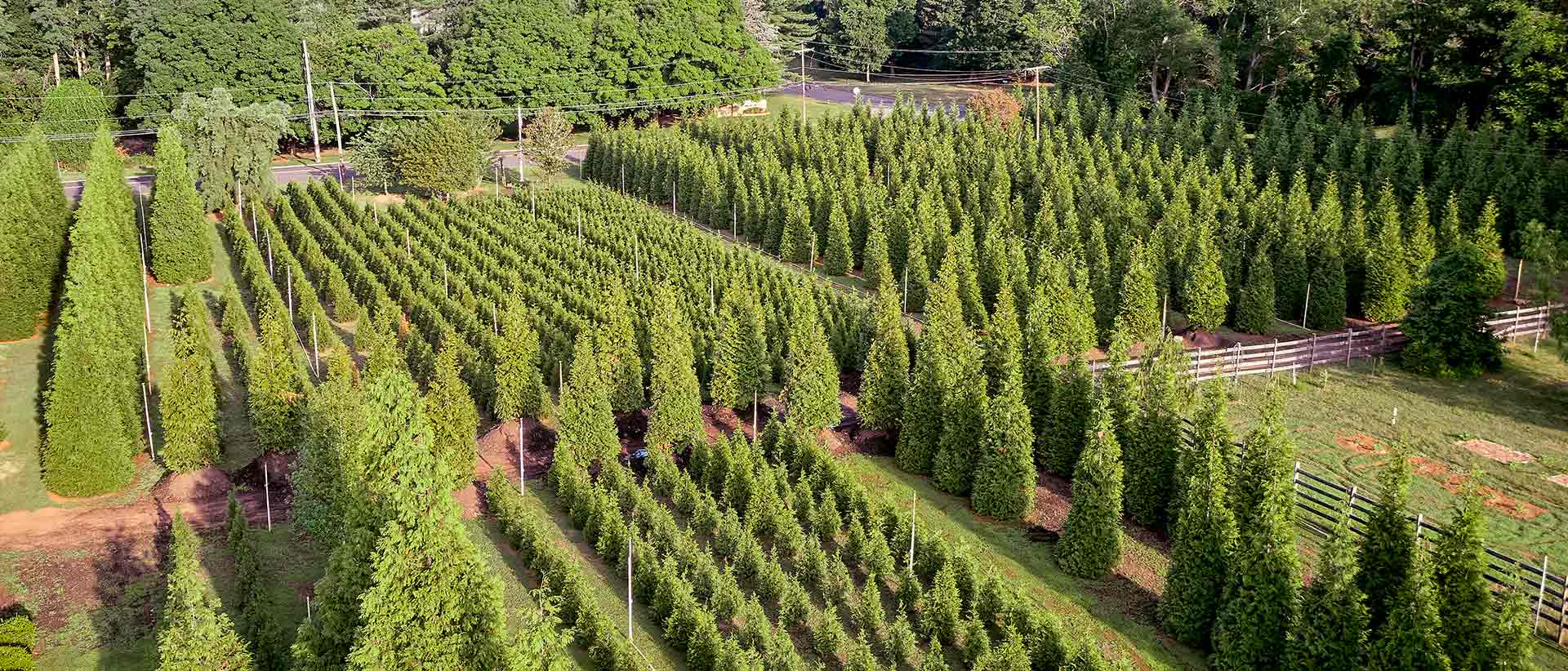 Get In Touch | Contact Us | Green Giant Arborvitae