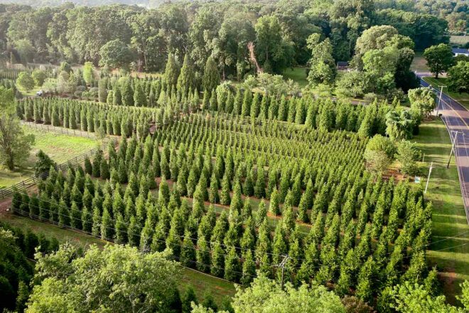 The Standard of Premium Green Giants | Green Giants | Green Giant Arborvitae
