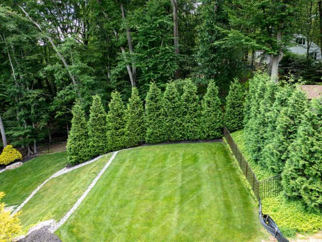 Professionals You Can Trust | Why Our Trees | Green Giant Arborvitae