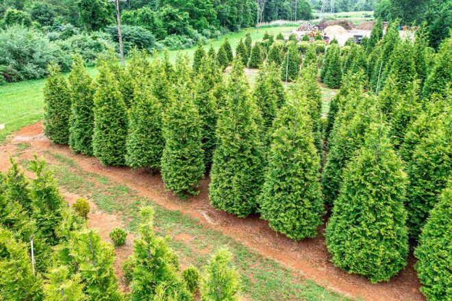 Lorem Ipsum Dolor | Arborvitae | Green Giant Arborvitae