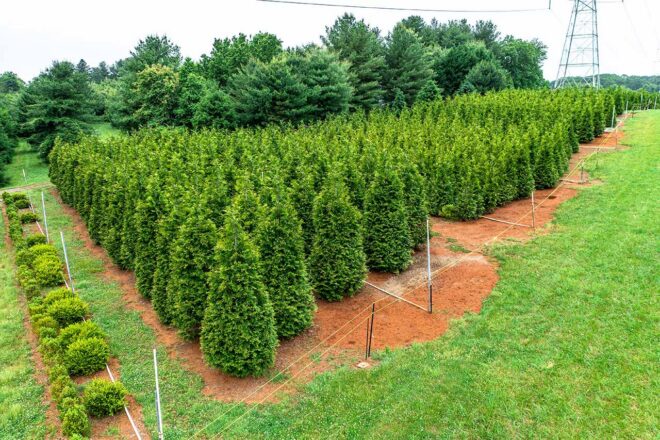 Lorem Ipsum Dolor | Arborvitae | Green Giant Arborvitae