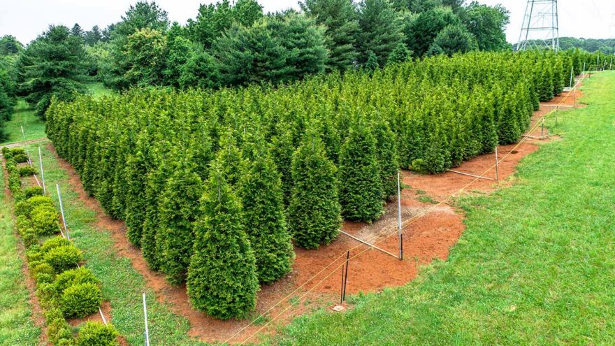 Arborvitae | Green Giant Arborvitae