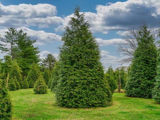 Why Our Trees | Home | Green Giant Arborvitae
