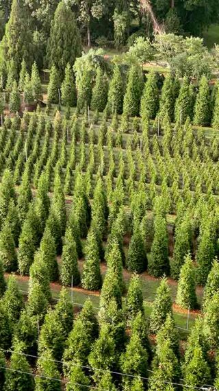 The Value of Premium-Grown Trees | Green Giants | Green Giant Arborvitae