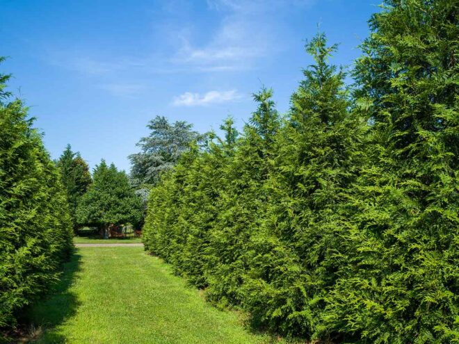 The Professional's Choice | Home | Green Giant Arborvitae