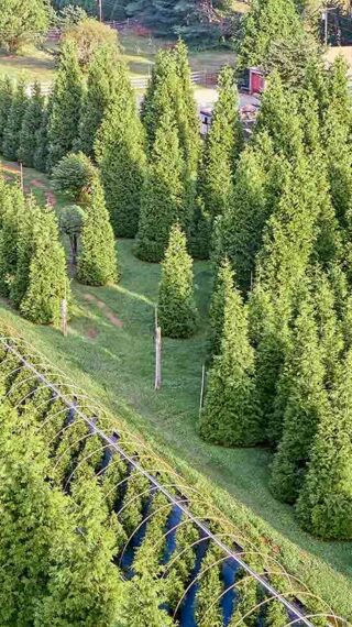 Why Our Trees | Why Our Trees | Green Giant Arborvitae
