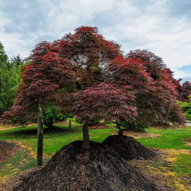 Mature Specimen Trees | Tree Farm | Green Giant Arborvitae