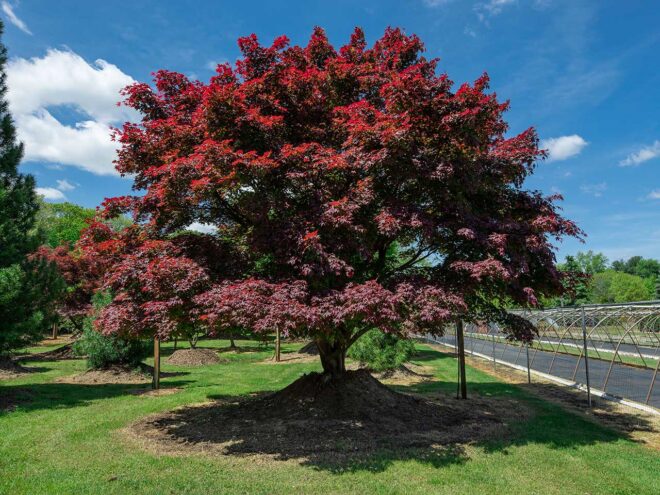 Mature Trees with Unmatched Presence | Mature Specimen Trees | Green Giant Arborvitae