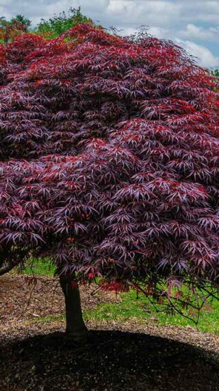 Mature Specimen Trees for Premium Projects | Mature Specimen Trees | Green Giant Arborvitae