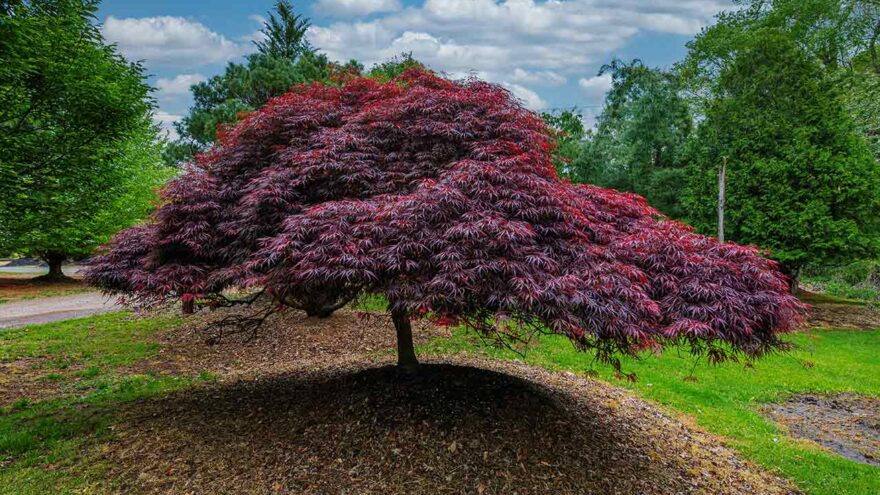 Mature Tree Specimens | Green Giant Arborvitae